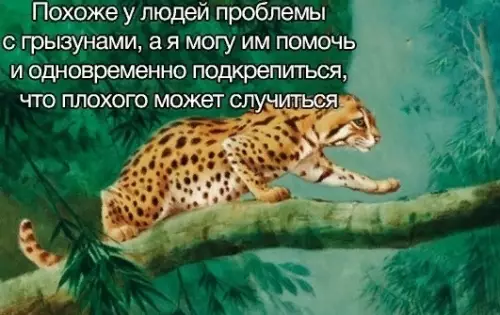 Смешная картинка №519595 кошки