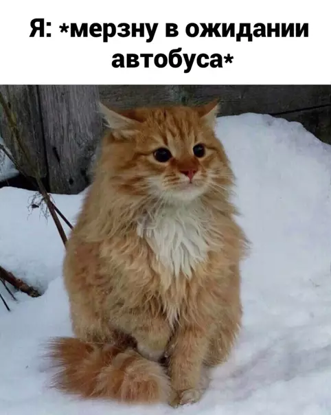 Смешная картинка №546495
