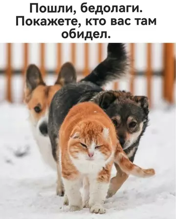Смешная картинка №737702 Животные