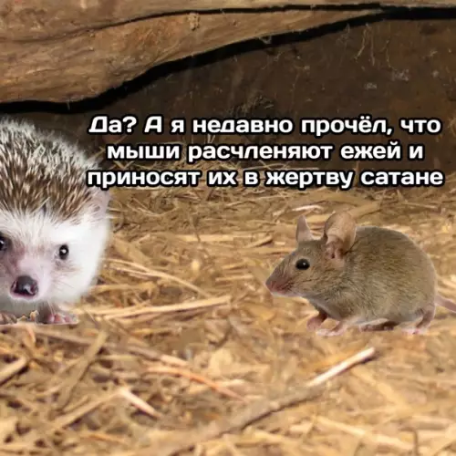 продолжение Смешная картинка №589472 The Norka
