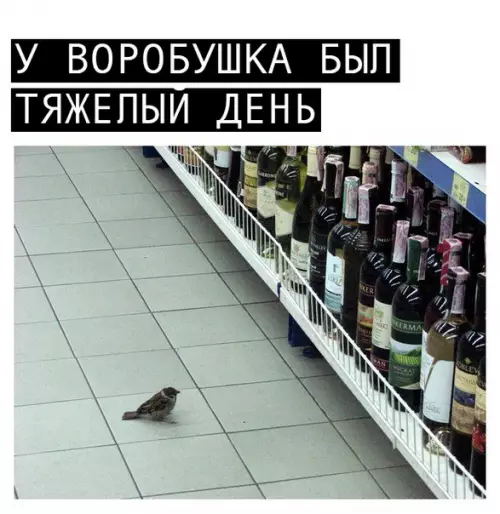 Смешная картинка №259458 Как я тебя понимаю воробушек