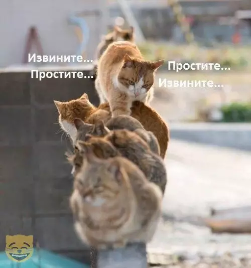 Смешная картинка №326191 кошки