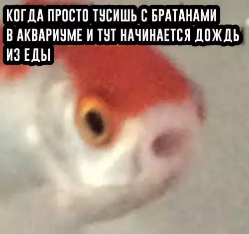 Смешная картинка №815213