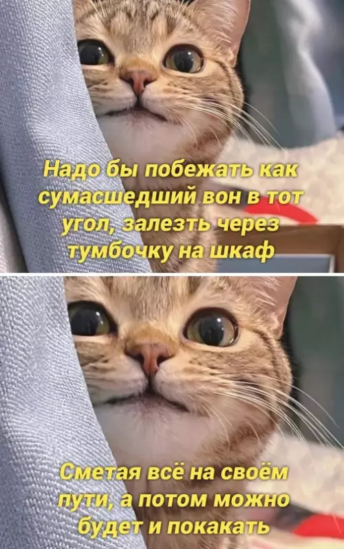 Смешная картинка №664574