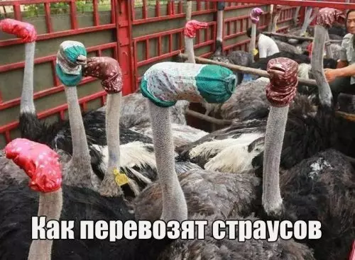 Смешная картинка №302558