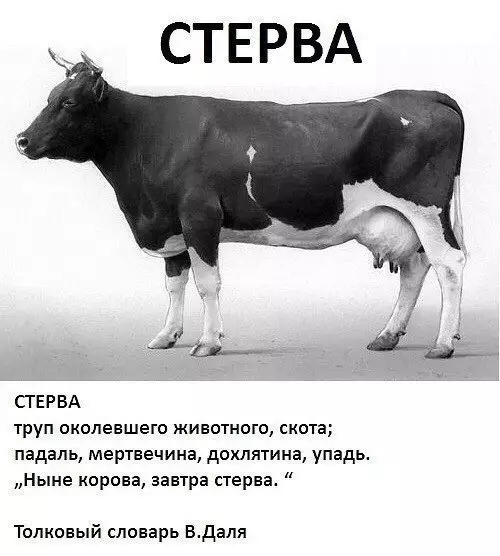 Смешная картинка №200625 Посвящается девушкам, которые называют себя стервами