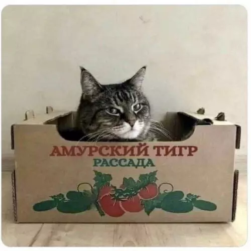 Смешная картинка №706805