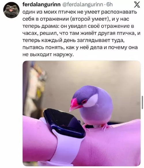 Птичка-экстрасенс и загадочный сосед 🐦✨ - один из моих птичек не умеет распознавать себя в отражении