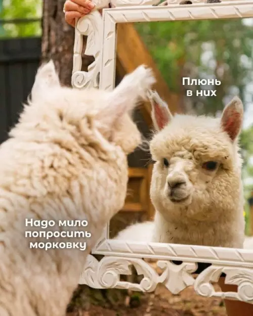 Мастер манипуляций: уровень Альпака 🦙✨ - Плюнь в них. Надо мило попросить морковку