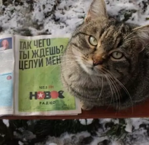 Смешная картинка №680396 Коты