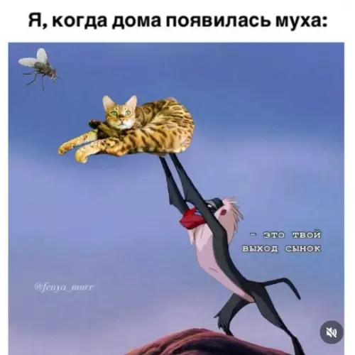 Когда в комнате залетает муха 🪰😼 - Я, когда дома появилась муха: это твой выход сынок