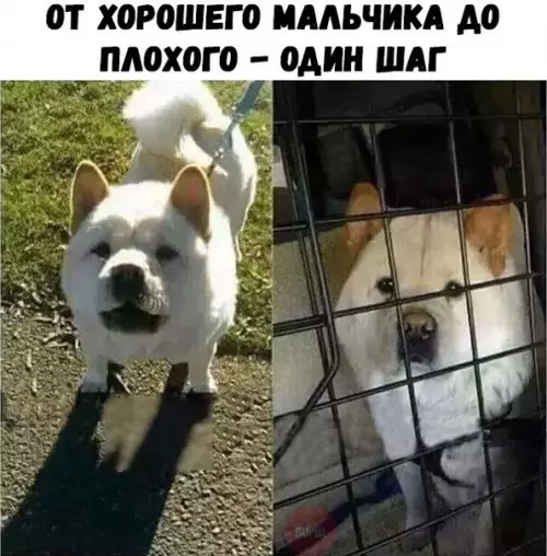 Смешная картинка №220030