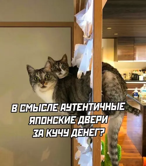 продолжение Смешная картинка №611150 кошки