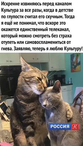 Смешная картинка №467350 Телевизор