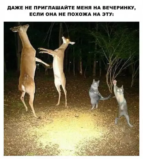 Смешная картинка №285497