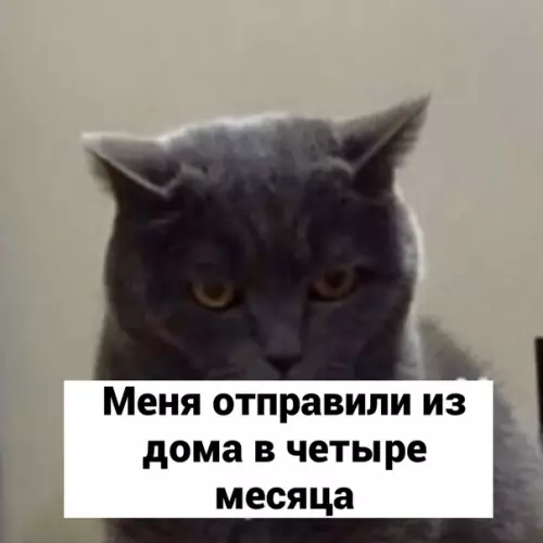 продолжение Смешная картинка №595440 Cкaжeм eмy?