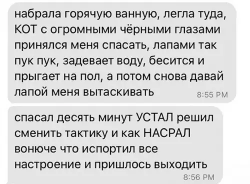 Смешная картинка №718800 коты