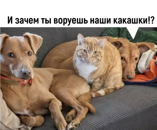продолжение Смешная картинка №662906 Пpишлo вpeмя cepьёзнo пoгoвopить...