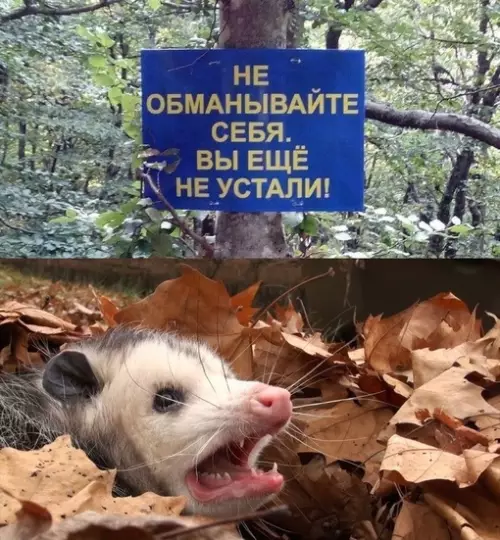 Смешная картинка №712224