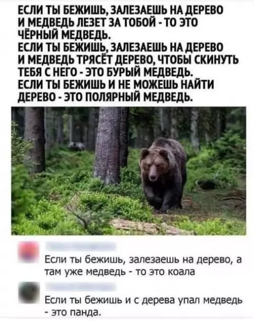 Смешная картинка №743747 Как определить вид медведя 