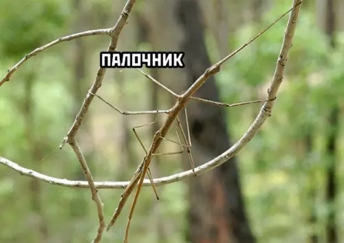 продолжение Смешная картинка №609280 Максимальный уровень маскировки