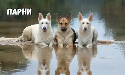 Смешная картинка №412821 Как фоткаются: