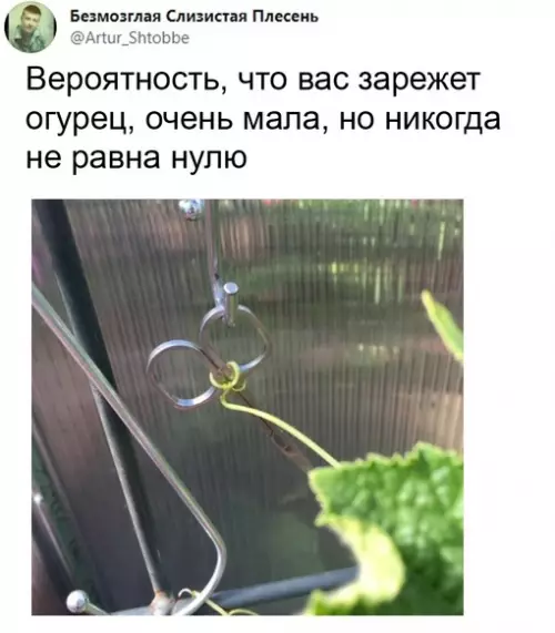 Смешная картинка №656593 огурцы