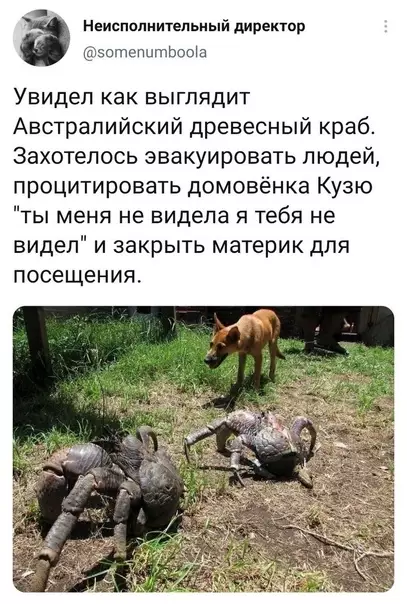 Смешная картинка №575432 Mypaшки австралия, животные