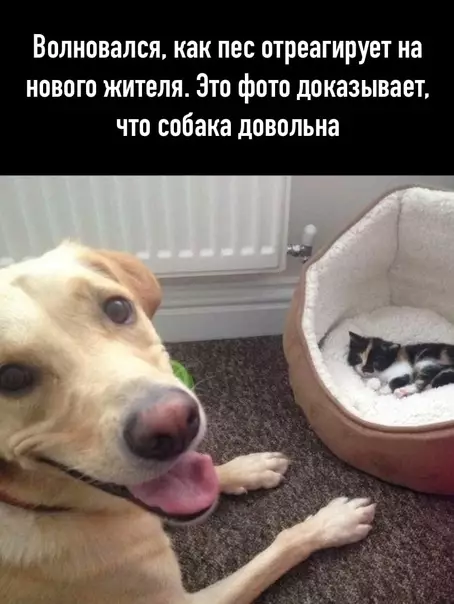 Смешная картинка №582281