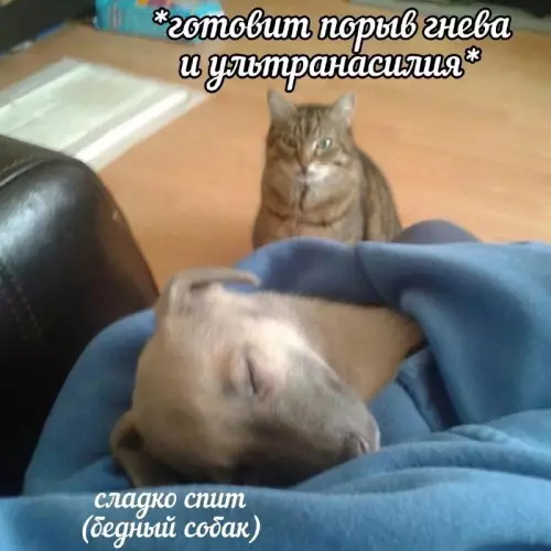 Смешная картинка №735204 Помянем Животные