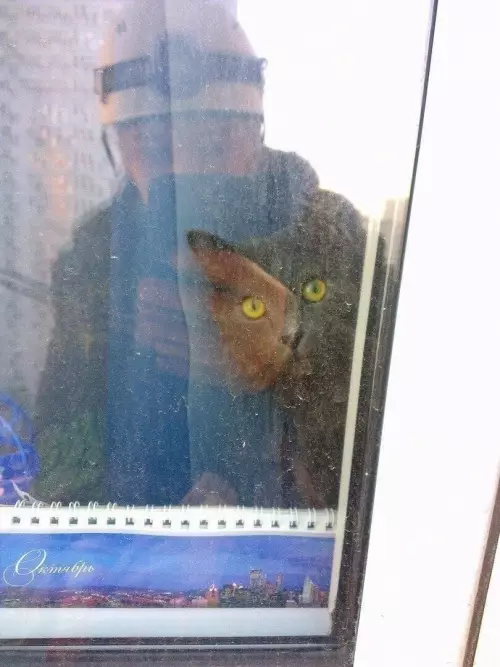 продолжение Смешная картинка №640426 "Paбoтaю промышленным aльпиниcтoм. Котики вceгдa очень yдивлeны моему пoявлению" коты