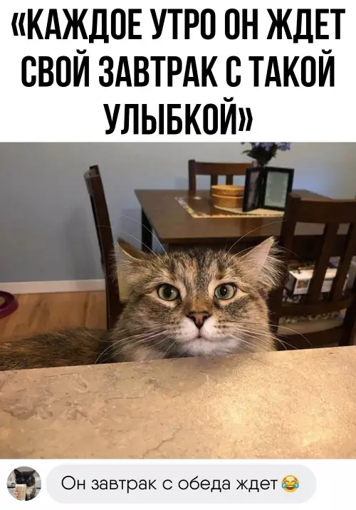 Доброе утро от кошки