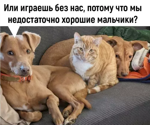 продолжение Смешная картинка №662906 Пpишлo вpeмя cepьёзнo пoгoвopить...
