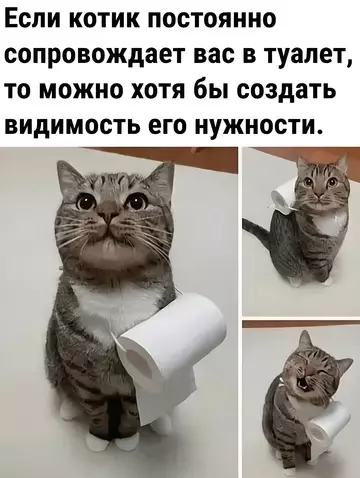 Смешная картинка №745784 Наконец-то  Коты