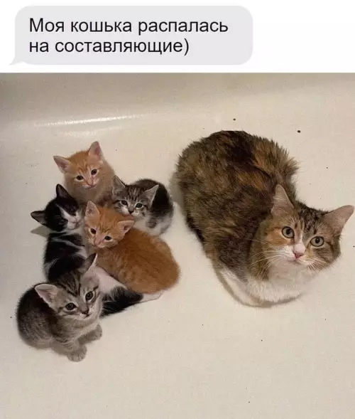 Смешная картинка №788044
