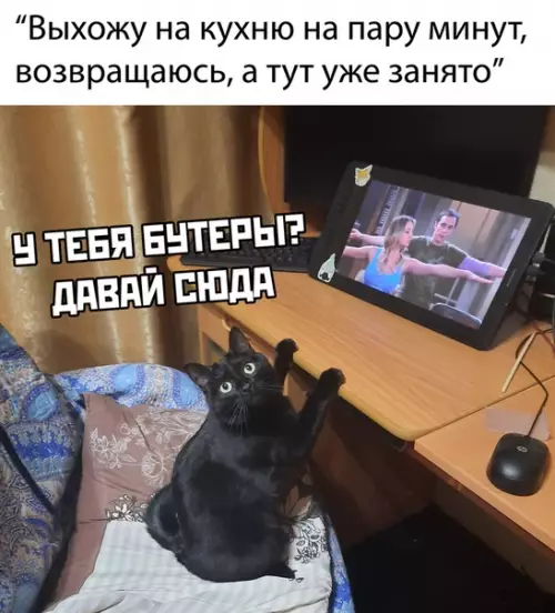 Смешная картинка №491530 кошки