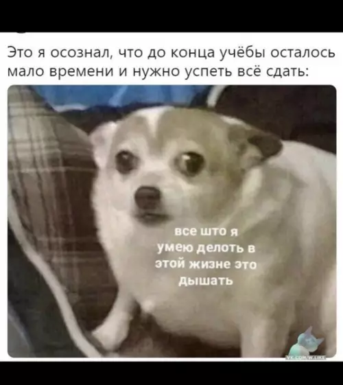 Смешная картинка №357477