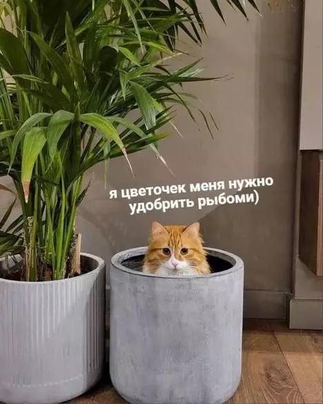 Смешная картинка №682522 Коты 
