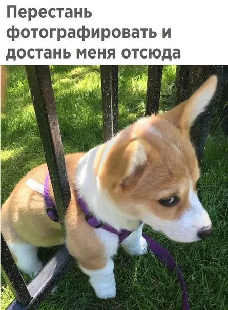 Смешная картинка №299574
