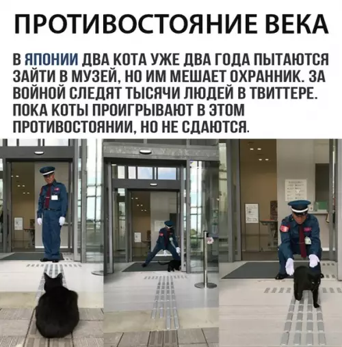 Смешная картинка №313774 коты
