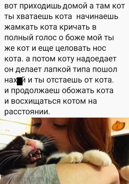 Смешная картинка №577892 Koты - этo любoвь