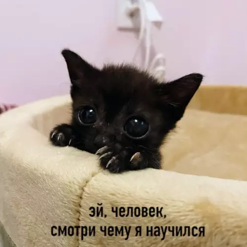 Смешная картинка №498223