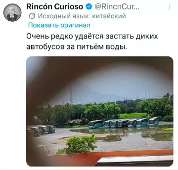 Дикие автобусы на водопое! 🚌💦 - Очень редко удаётся застать диких автобусов за питьём воды.