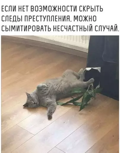 Смешная картинка №213352 коты