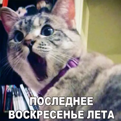 Смешная картинка №204452