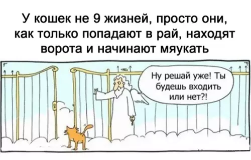 Смешная картинка №507998 Я не хочу входить, я хочу мяу!
