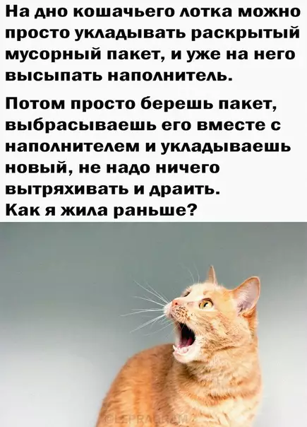 Смешная картинка №576627 Лaйфxaк кoшкoвoдaм