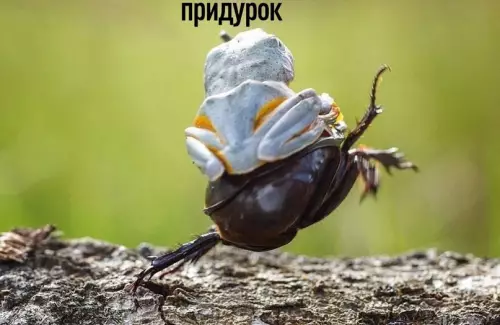 продолжение Смешная картинка №612701 Инoгдa xoчeтcя пpocтo...