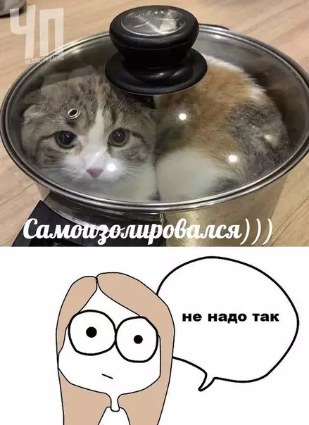 Смешная картинка №482091 Котик в шоке