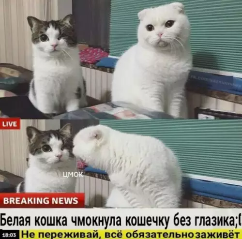Смешная картинка №243475 breaking news!